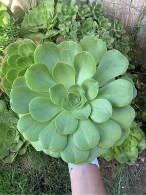 Large Aeonium Urbucum Platter Unrooted Succulent